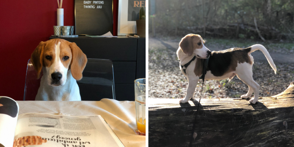 Dit was januari 2019 - Evi Driesen