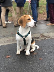 John the Belgian Bealge