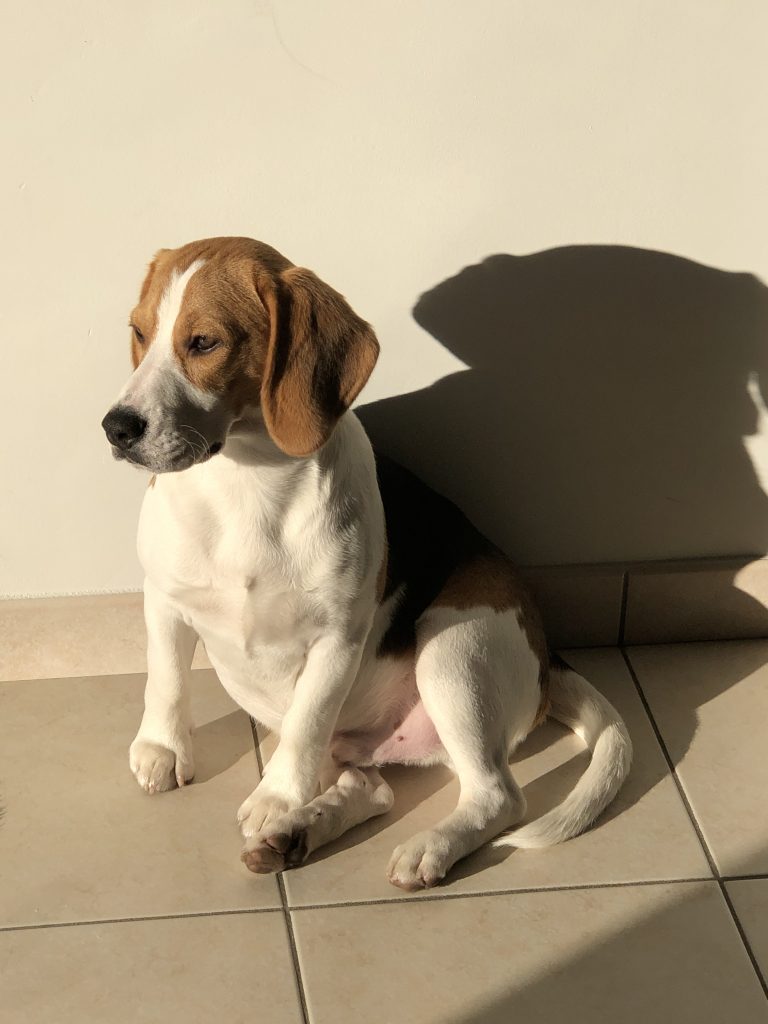 John the Belgian Bealge