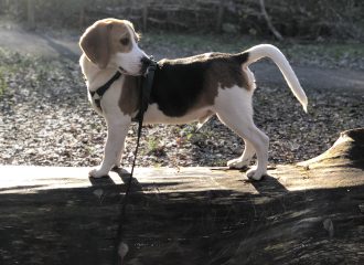 John the Belgian Bealge