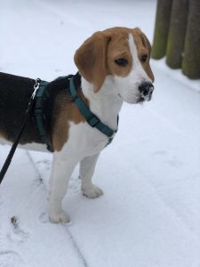 John the Belgian Bealge